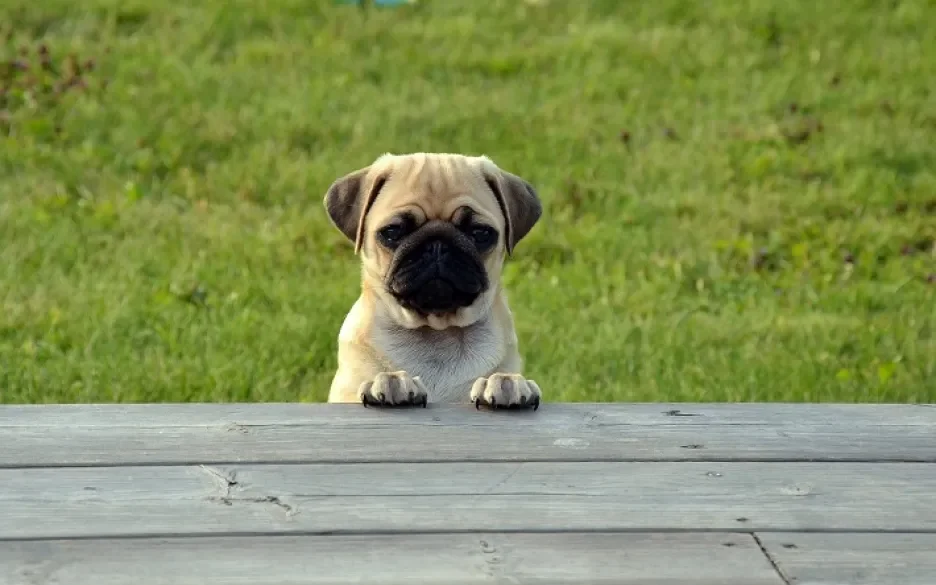 Deze mopshond zal niet meer in reclames van IKEA te zien zijn