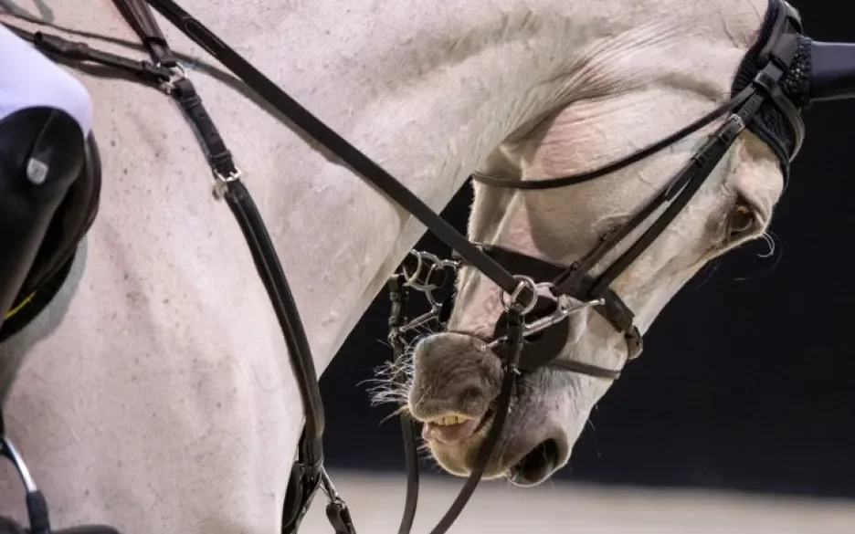 Strakke neusriem, pijnlijke diepe houding, springpaard