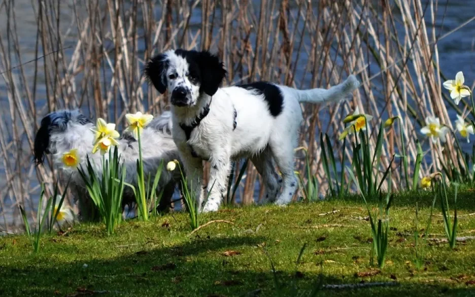 Friese stabij pups