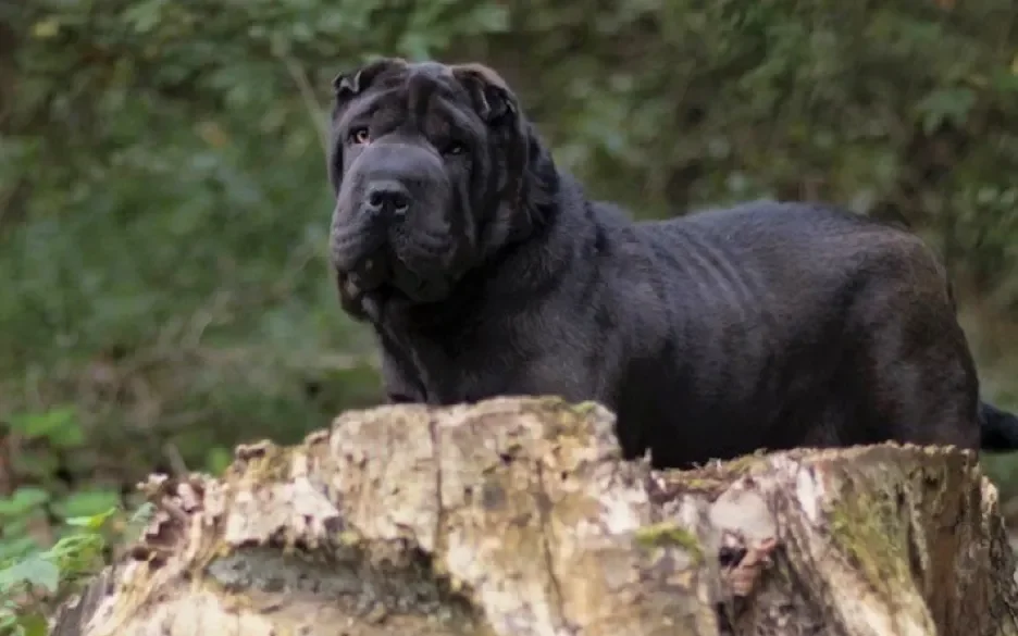 Senna de shar-pei met shar-pei fever