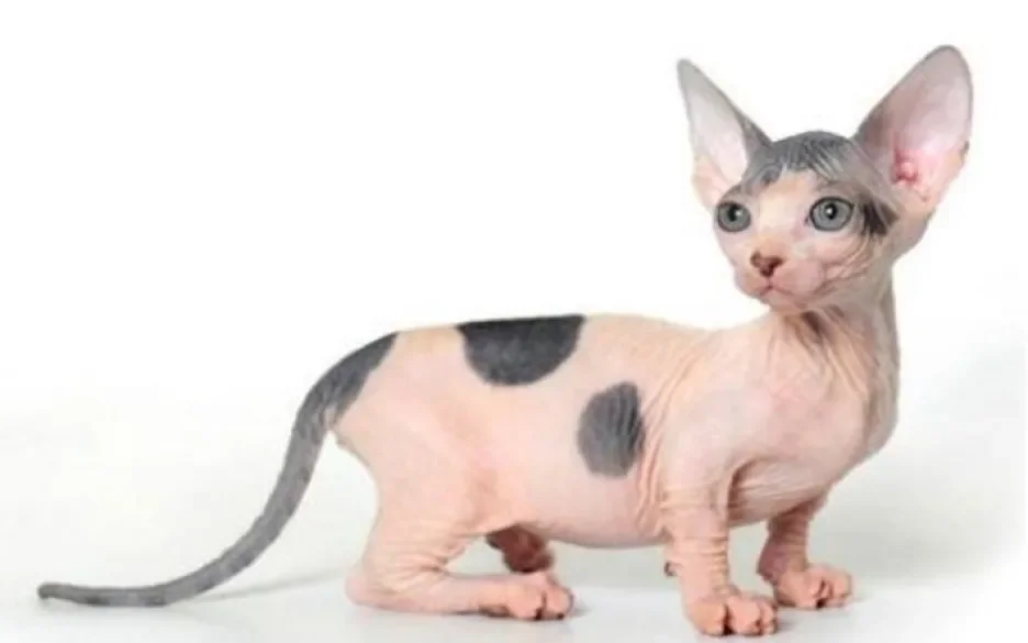 Bambino sphynx is verboden te fokken