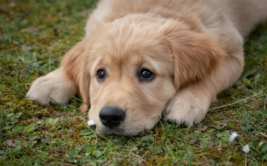 Golden retriever pup