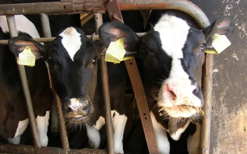 Koeien in de intensieve veehouderij