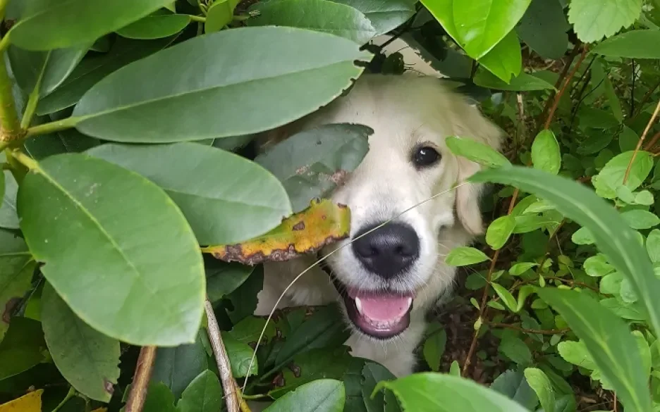 Nola - golden retriever uit de gewonnen rechtszaak