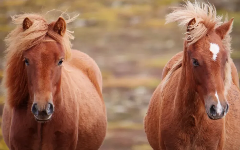 Paarden IJsland