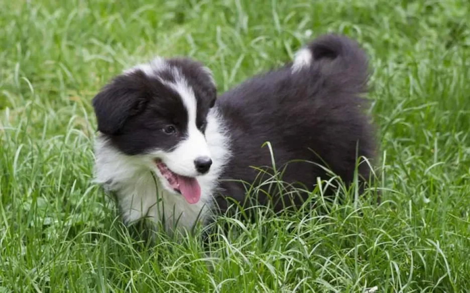 border collie pup