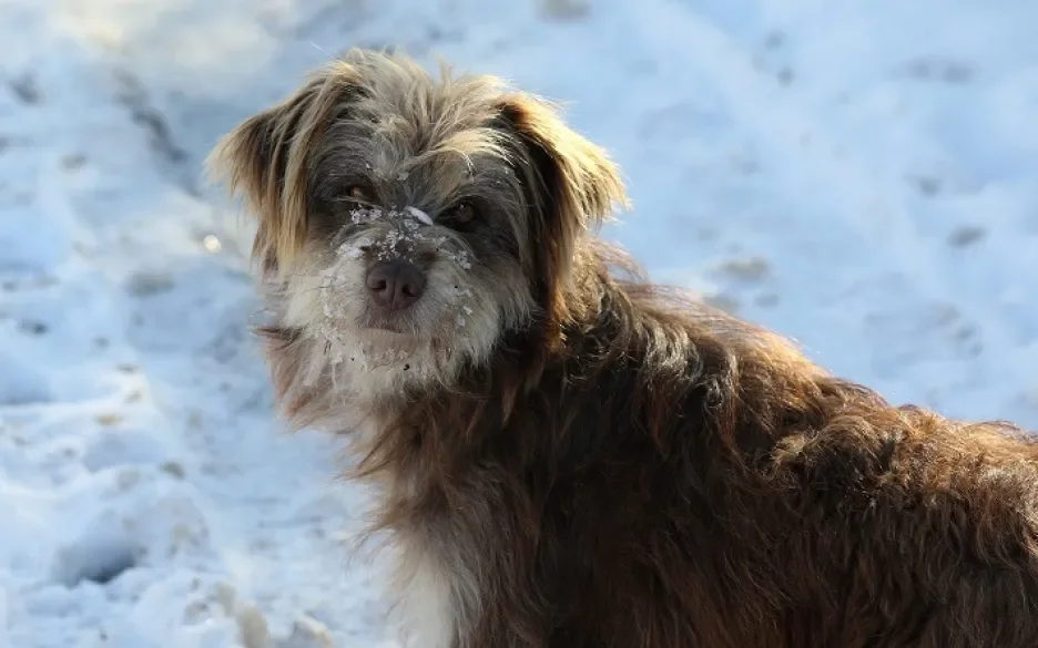 Dit deden we in 2021 voor de honden!