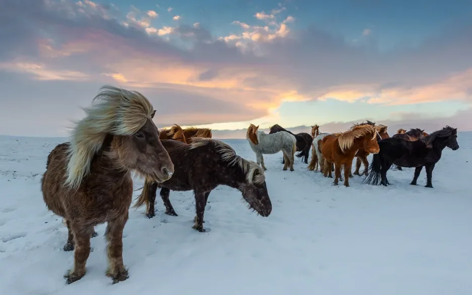 IJslandse paarden