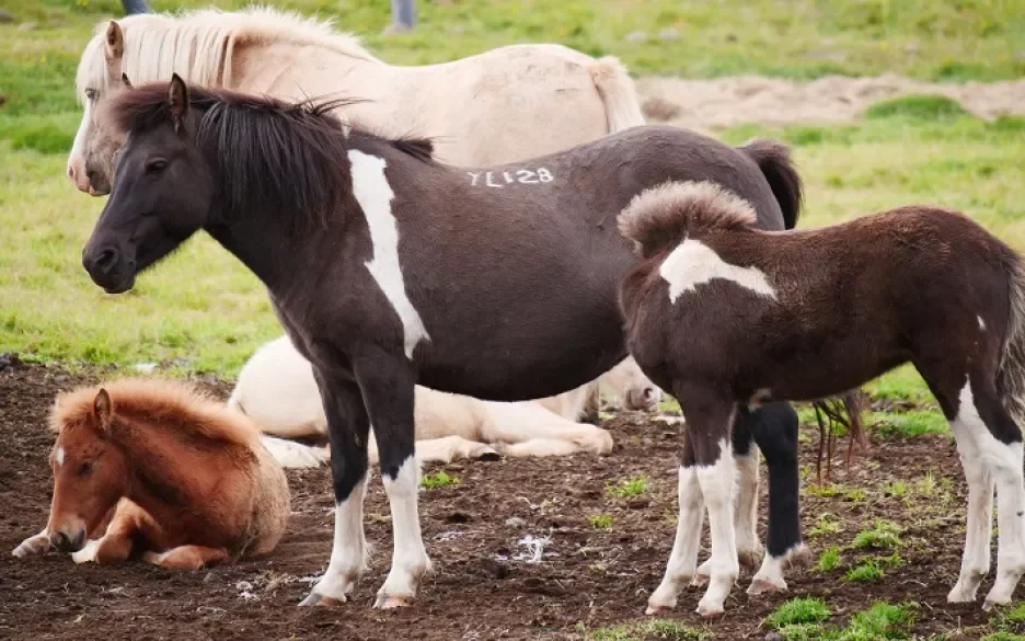 IJslandse bloedpaarden