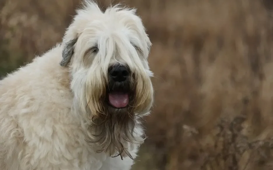 Ierse softcoated wheaten terriër