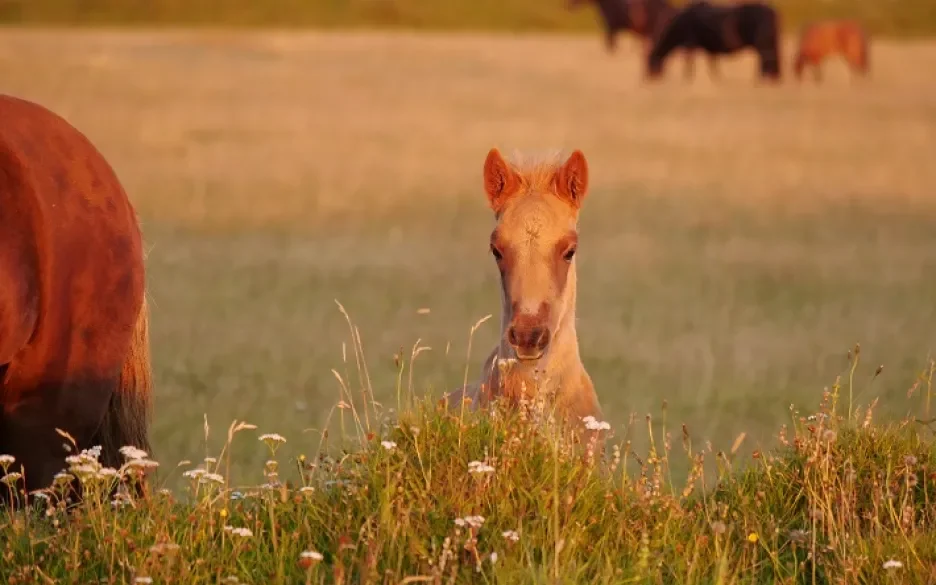 Minister zet zich in voor IJslandse bloedpaarden