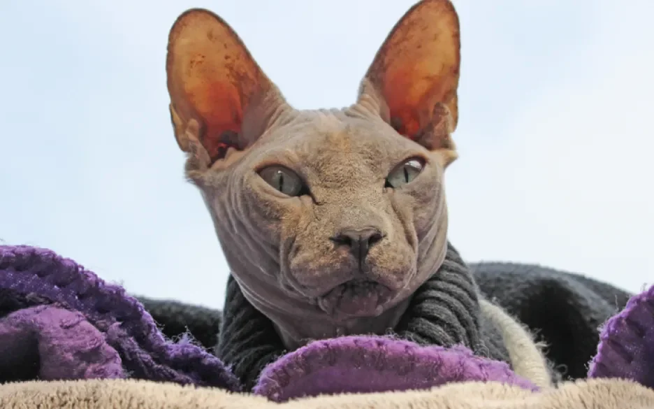 sphynx