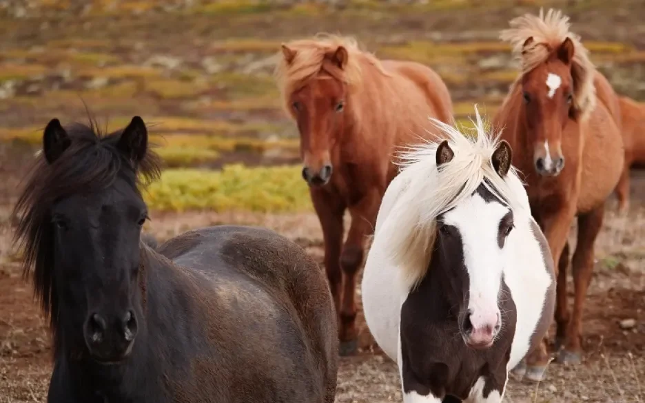 IJslandse bloedpaarden