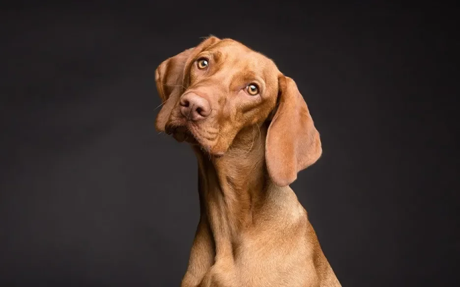 Vizsla