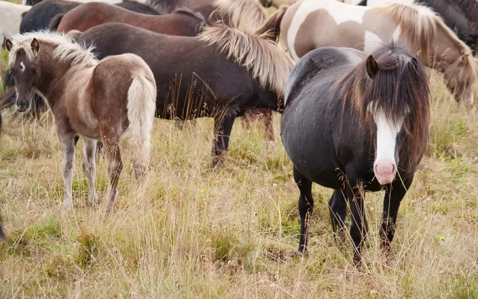 bloedboerderij op IJsland