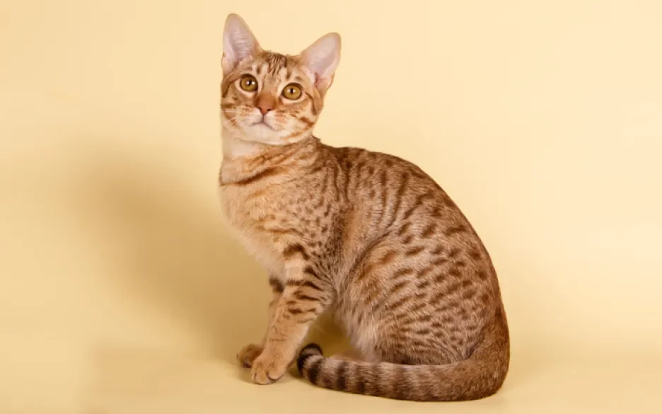 ocicat