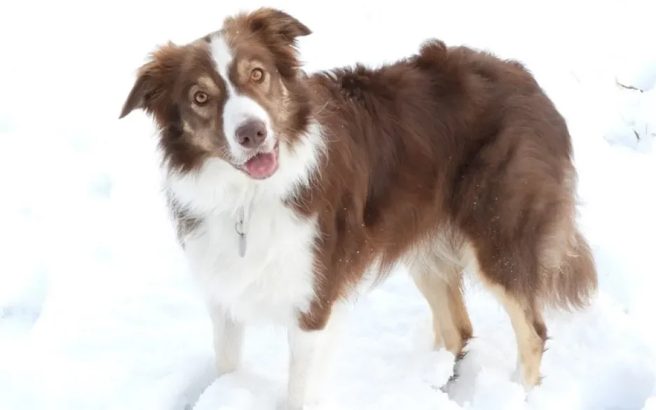 bordercollie Nalani