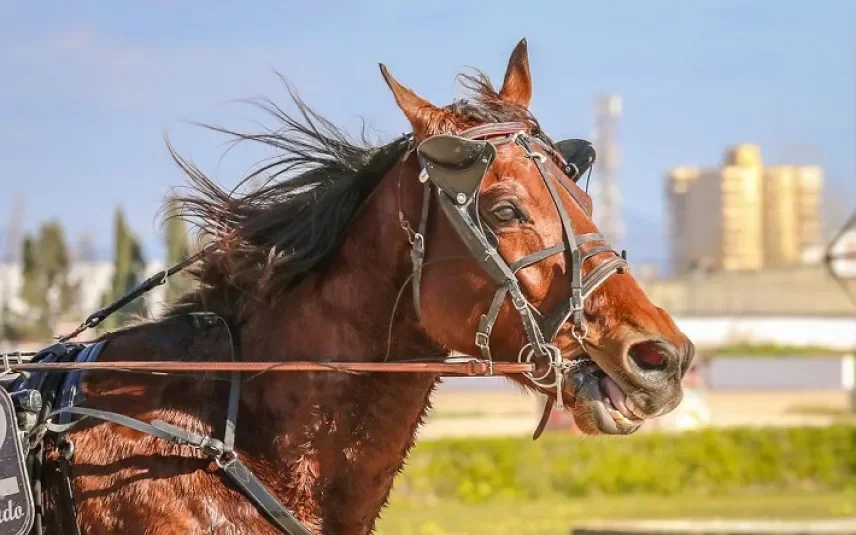 Dierenleed in paardenrace