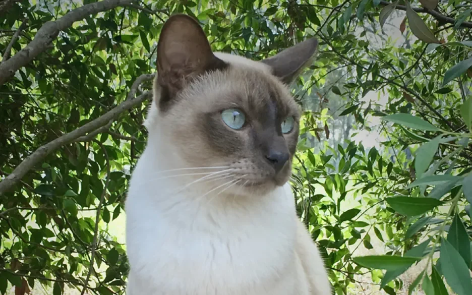 tonkinese