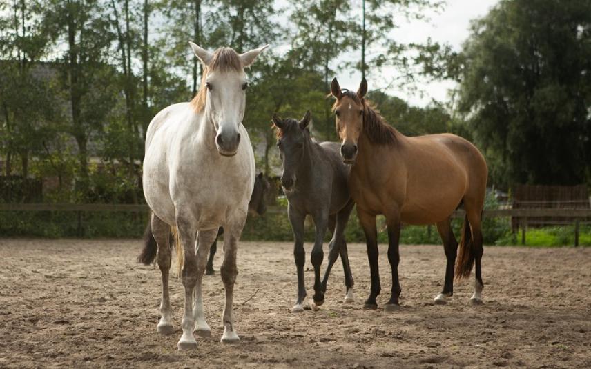 Hartelijk dank voor je donatie!