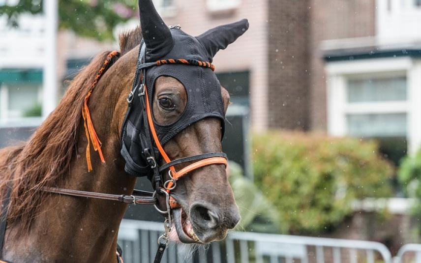 Bedankt voor het tekenen tegen pijn en dwang in de drafsport!