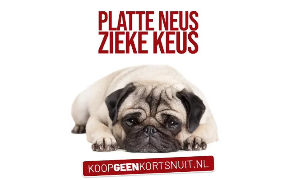 Platte neus, zieke keus