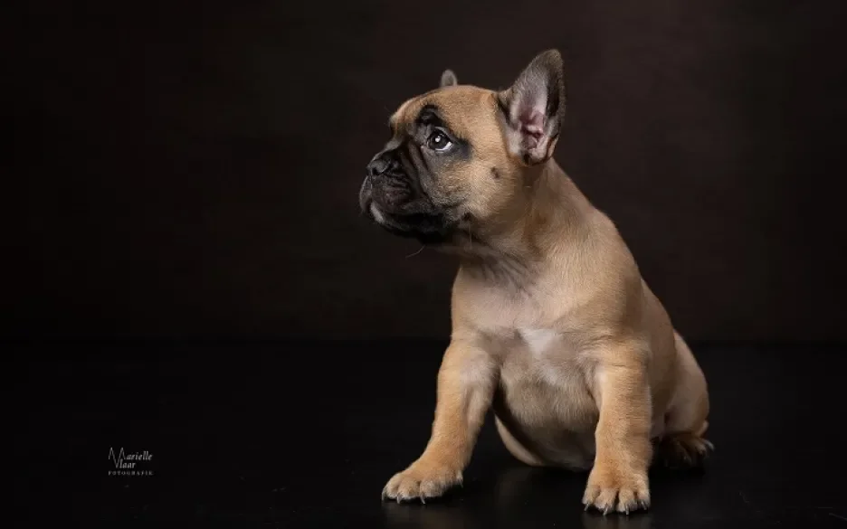 Franse bulldogpup met snuitje