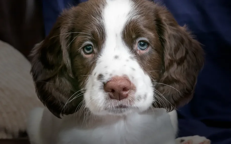 pup drentse patrijs