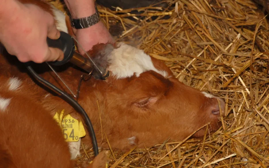 Beloofd is beloofd onthoornen kalf melkveehouderij