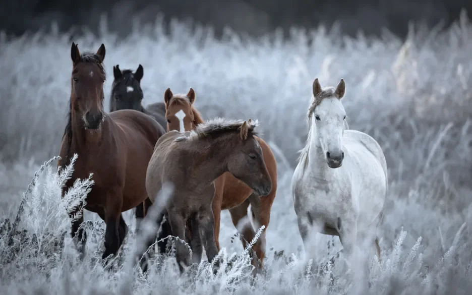 Dit deden we voor de paarden in 2022