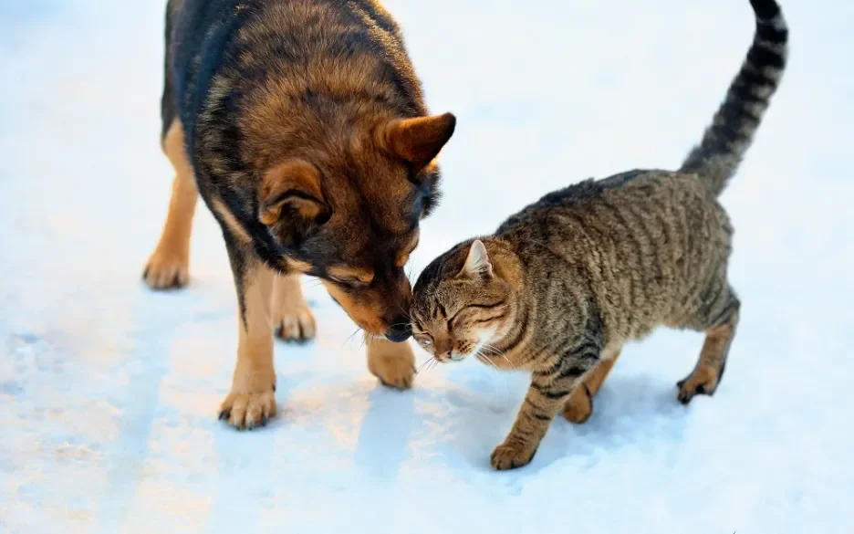 Dit deden we voor de honden en katten in 2022