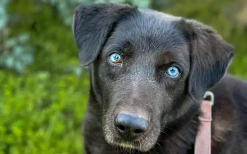 Bram met de blauwe ogen zoekt nieuw thuis