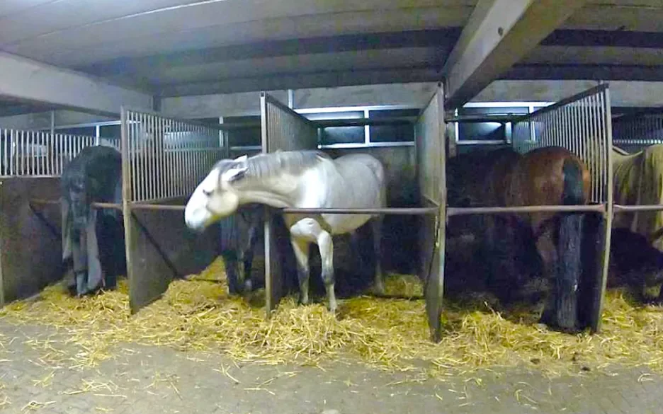 paarden in stands