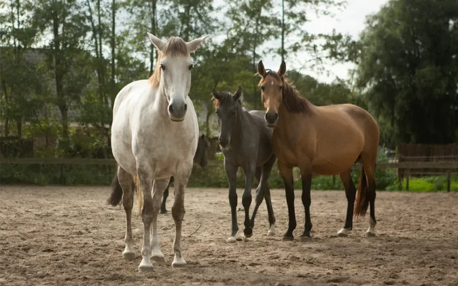 paarden in paddock paradise