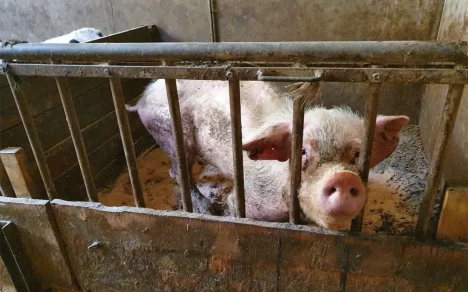 “Ziek, kreupel, pijn lijdend en zeer mager varken met kromme rug, doffe huid met lange haren en hangende oren.”