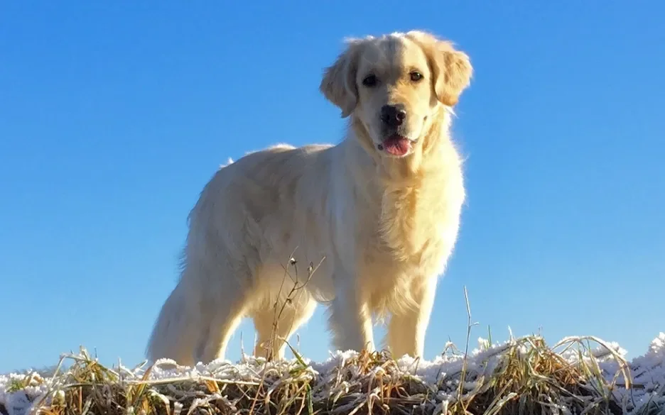 Famke onze golden retriever