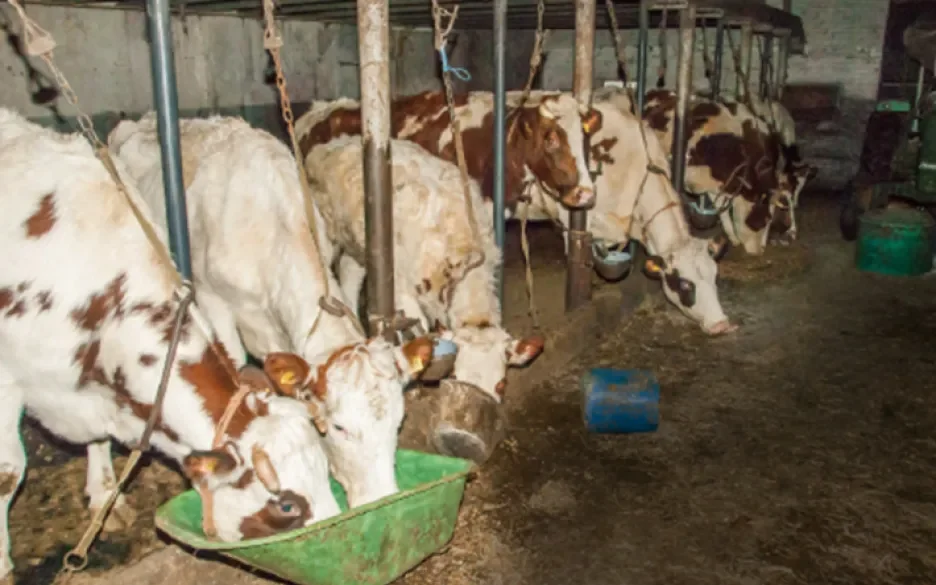 Aangenomen wet maakt strengere straffen bij dierenmishandeling mogelijk