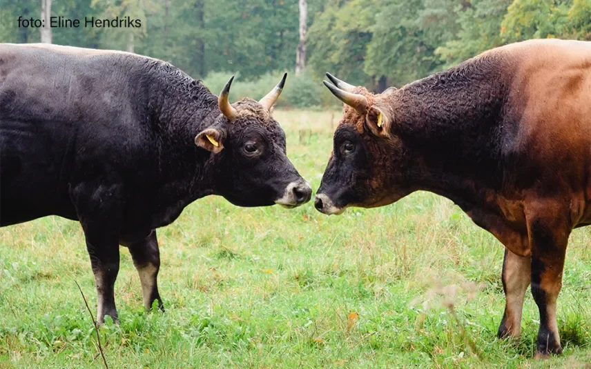 Manifest roept op tot dierwaardige veehouderij