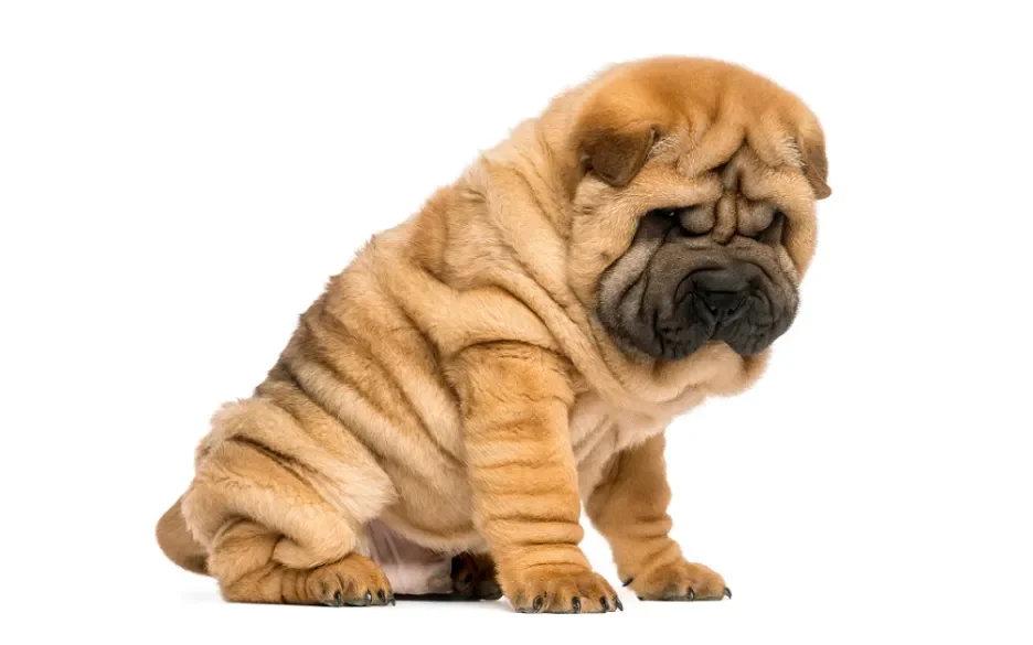 Geplooide shar-pei