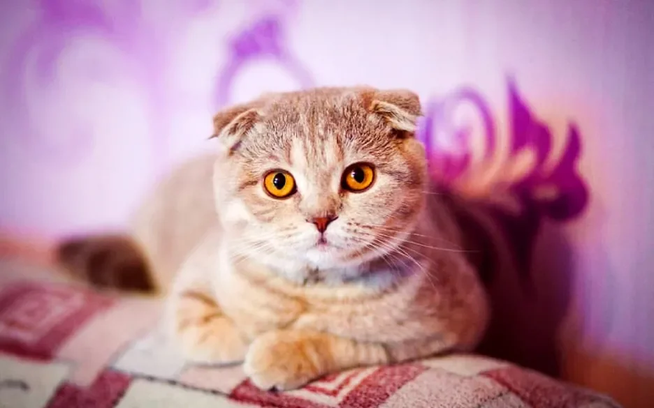 Scottish fold