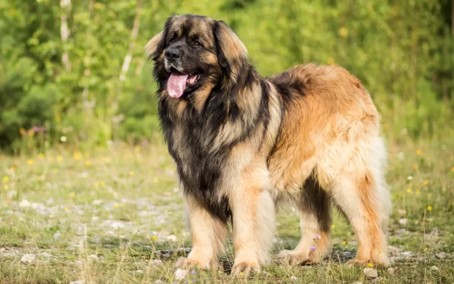 Leonberger