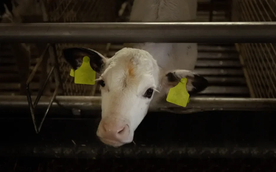 Wat betekent de val van het kabinet voor de dieren?