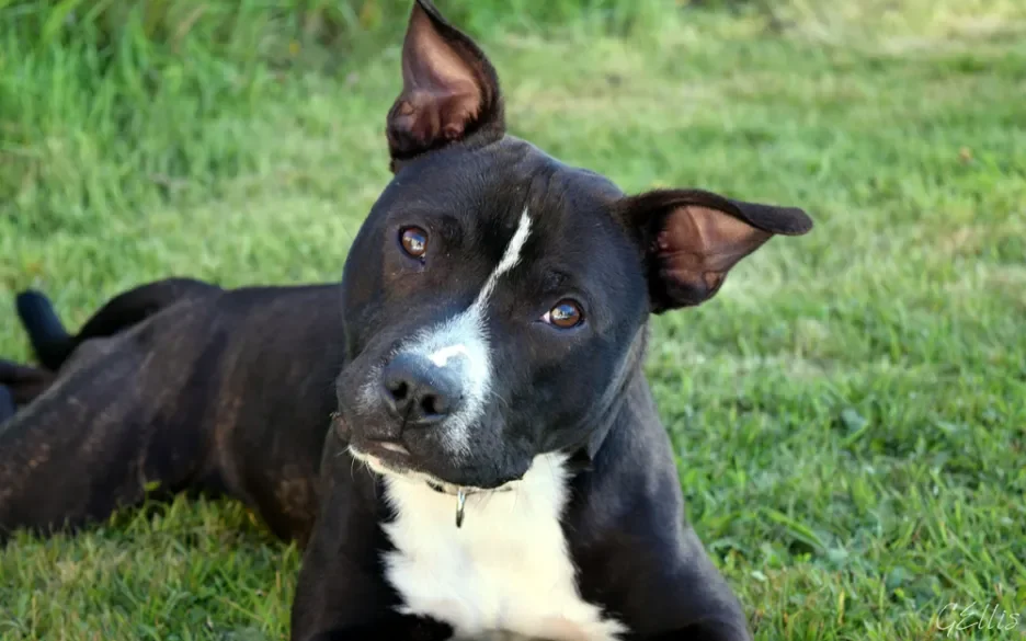 American Staffordshire terriër