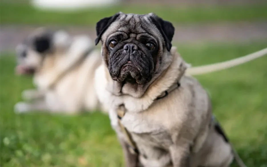 Kortsnuitige honden fokken is nu helemaal verboden