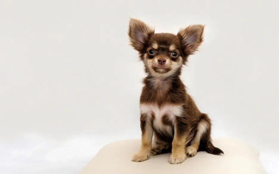 furry chihuahua