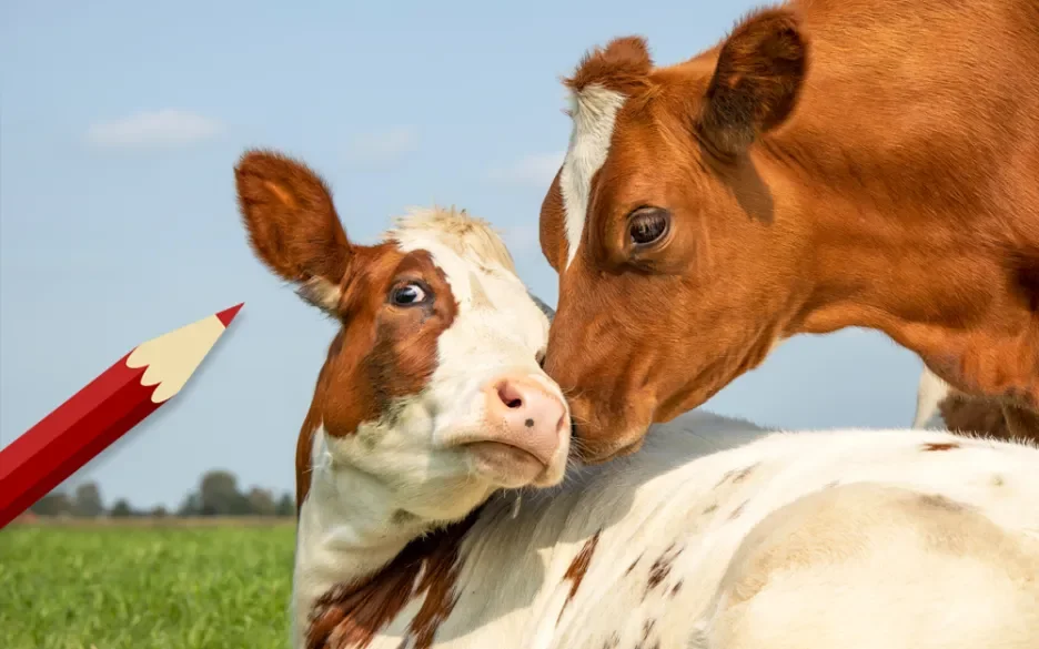 Stem jij voor de dieren?