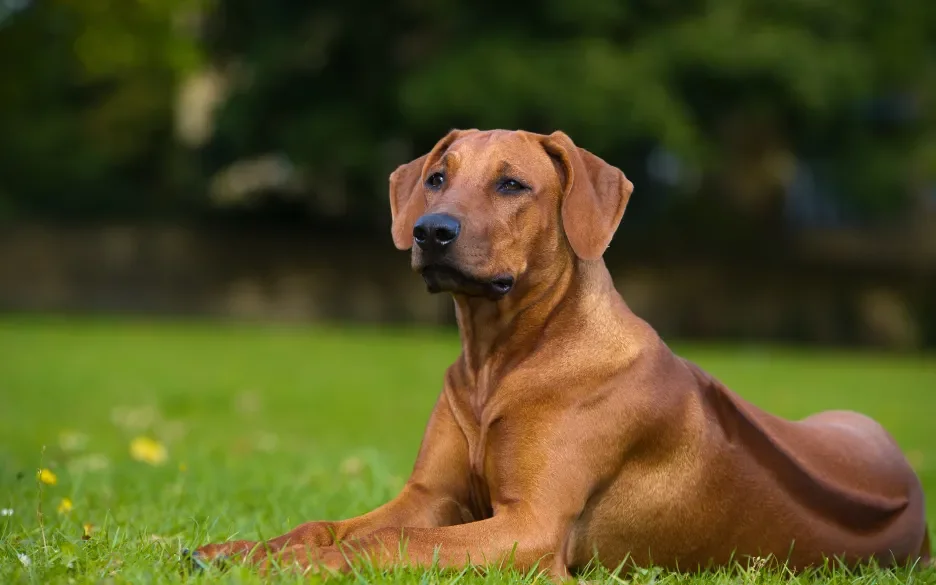 Rhodesian ridgeback