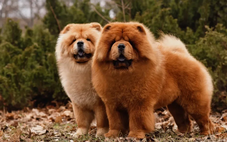 chowchow