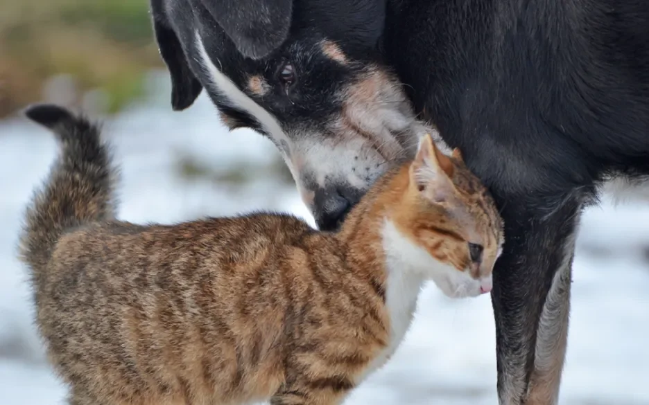 Dit deden we voor de honden en katten in 2023