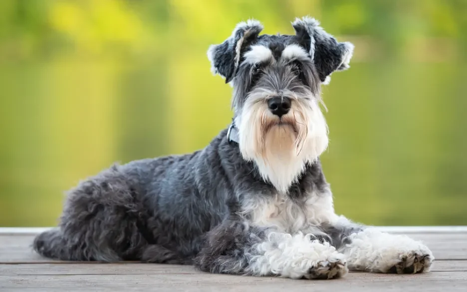 middenslagschnauzer